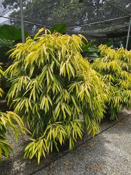 The Ficus Alii 'Golden' is a graceful plant with long, slender, variegated leaves. It's a less common variety of Ficus and a beautiful alternative to the standard weeping fig.