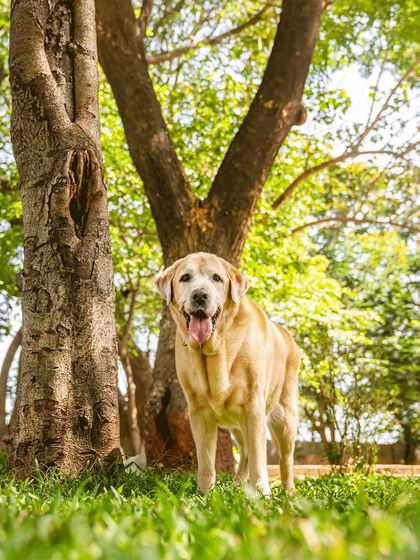 Pawparazzi By Prathima - Pet Milestone Photography Senior Tributes & Golden Years photo 42