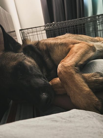 Garima Tomar - Dog Training & Behavior Consultation Life with Floyd: The Real & Raw photo 28