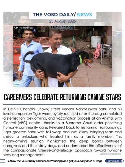A heartwarming reunion in Chandni Chowk, Delhi, as a street vendor is joyfully reunited with his companion Tiger after the dog's sterilization and vaccination. This highlights the deep bonds between caregivers and community dogs.
