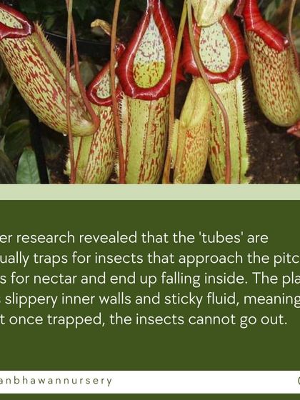 Research revealed that the 'tubes' of the pitcher plant are actually traps. Insects are lured to the rim for nectar and fall inside the slippery walls into a sticky fluid, with no way to escape.