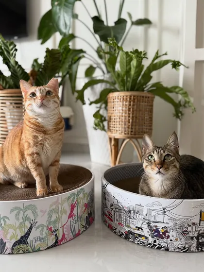 My two great loves: my cats and my art. Here are my favourite models posing with cat scratchers from Cozi_Kat featuring my 'Mumbai Meri Jaan' and a tropical jungle print. It brings me so much joy to create art that even our furry family members can enjoy.