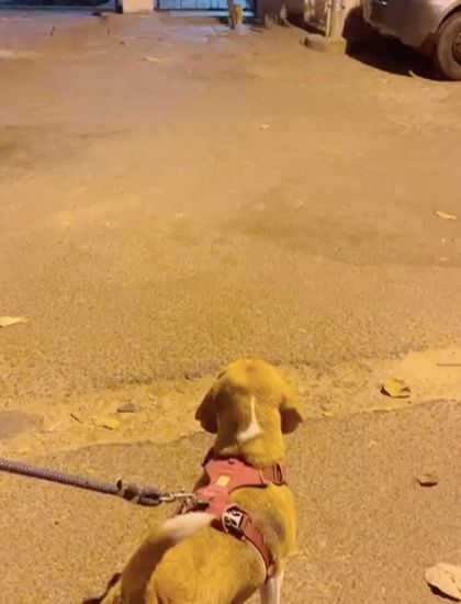 Confident Dogs - Canine Behavior Modification Real Dogs, Real Transformations photo 34