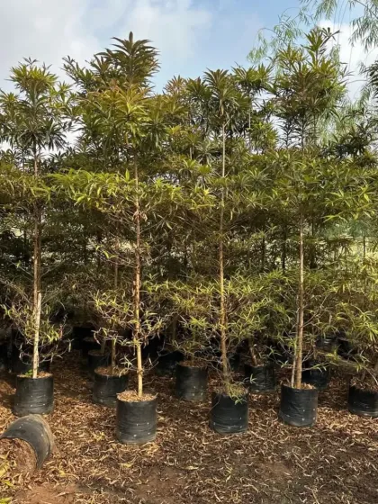 My staff preparing trees for a client, ensuring the root balls are healthy and ready for transplanting.