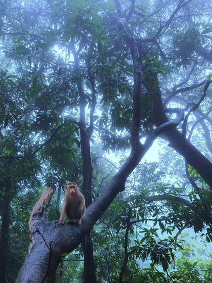 A Rhesus Macaque sits on a branch in a misty forest. This wide-angle phone shot captures the atmospheric mood of the jungle and the monkey's place within it.