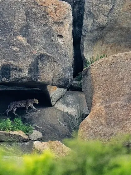 A beautifully composed shot of the Jawai leopard, using the natural frames of the rocks to draw the viewer's eye.