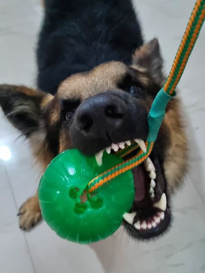 The face of pure joy and drive! Spartan showing off his grip on his favorite Starmark chewball. A good toy is one of the most valuable tools in our training kit.
