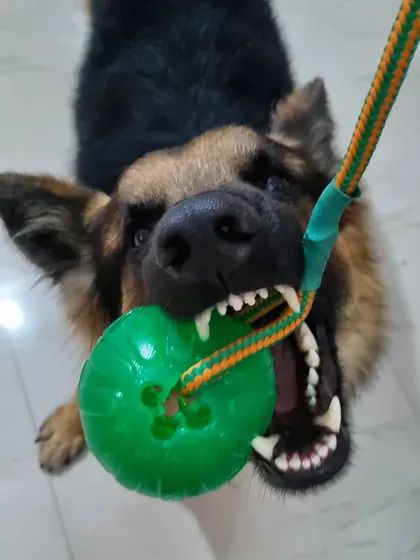 The face of pure joy and drive! Spartan showing off his grip on his favorite Starmark chewball. A good toy is one of the most valuable tools in our training kit.