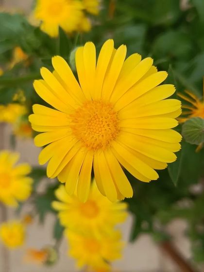 A gallery of the many different flowers I have successfully grown, showing a wide range of colors and types.