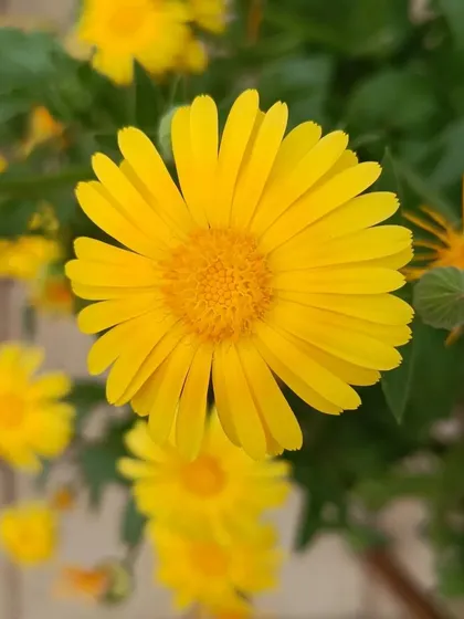 A gallery of the many different flowers I have successfully grown, showing a wide range of colors and types.