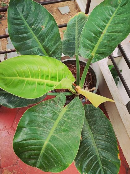 A Showcase of Our Plants photo 5