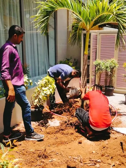 Our team hard at work planting Foxtail palm trees for a commercial client. We handle all the soil preparation and planting to ensure the trees are healthy and well-established.