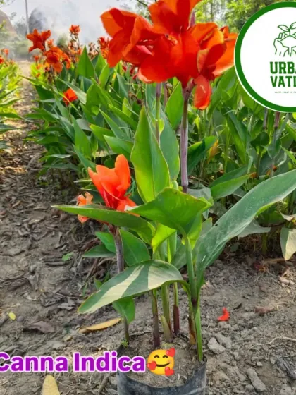 The Canna Indica, a plant with both beautiful flowers and striking foliage.