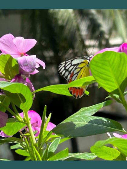 Pollinator-Friendly Gardens photo 3