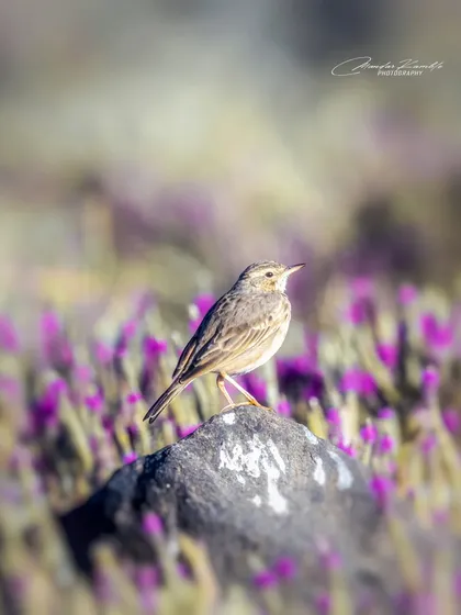 A Paddyfield Pipit perched on a rock in a field of purple flowers. This environmental portrait shows the bird in its beautiful natural habitat.