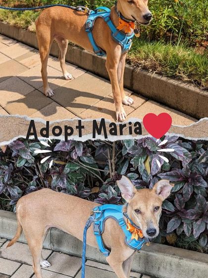 PL Paws - Animal Rescue & Rehabilitation Ready for a Home: Meet Our Adoptable Dogs photo 35