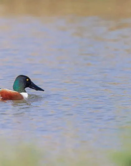 The Northern Shoveler swimming peacefully. We find these migratory ducks in large numbers in wetlands across India during the winter.