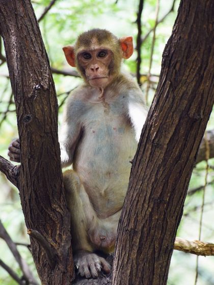 Manya Upadhyay - Travel & Documentary Photography Wildlife Encounters photo 53