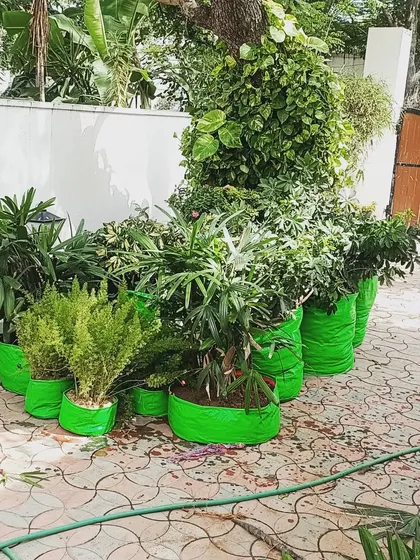 A collection of plants in grow bags, ready to be arranged for a new garden project. I can source a wide variety of plants for you, from small herbs to larger shrubs, to create the garden you want.