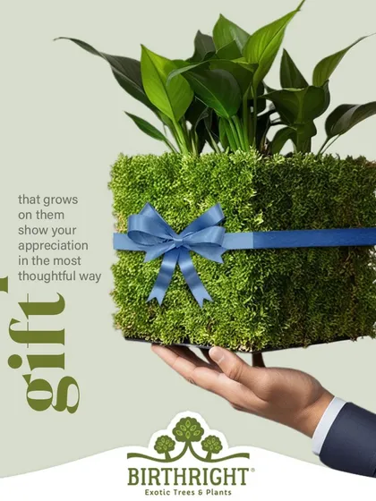 I design corporate gifts that grow on them, literally. This moss wrapped plant is a unique and thoughtful way to show appreciation, offering a touch of nature that is both elegant and easy to care for.