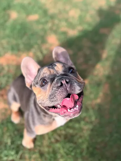 The irresistible smile of a French Bulldog. We get to see these happy faces every day.
