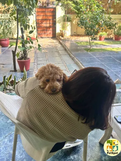 A quiet moment of trust. Archie, a toy poodle, rests his head on our founder's shoulder in the garden. We pride ourselves on creating a peaceful and secure atmosphere for our boarding pets.