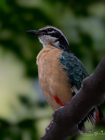 Another beautiful shot of the Indian Pitta, a VIP bird of the summer in North India.