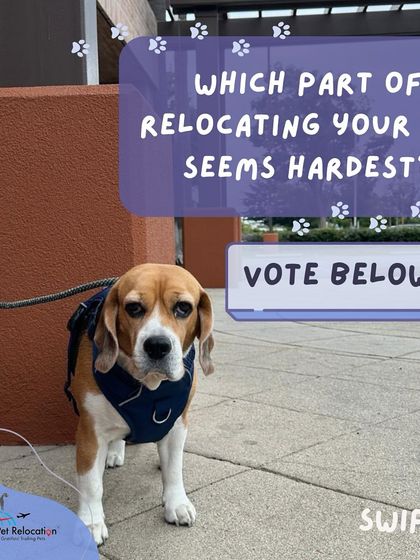 Anvis - Pet Relocation Fun & Community photo 5