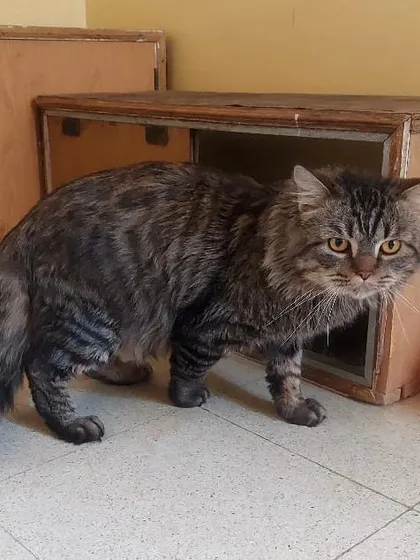 This fluffy cat might look grumpy, but she is an absolute darling who loves a good chin scratch.