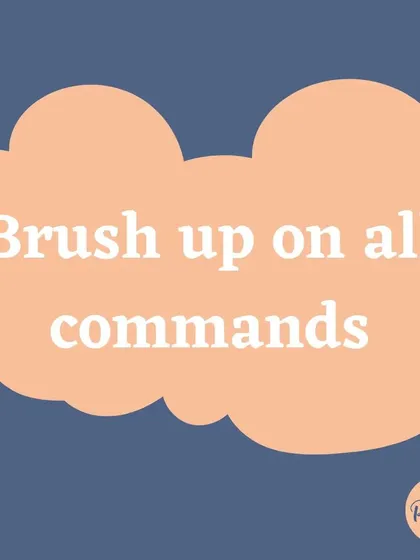 Use a rainy day to brush up on all the commands your dog already knows. A quick practice session helps keep their skills sharp.