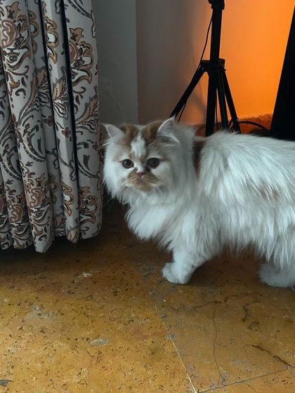 Pikachu on the move, exploring his private room. Cats are free to roam in their own space, never confined to a small cage.