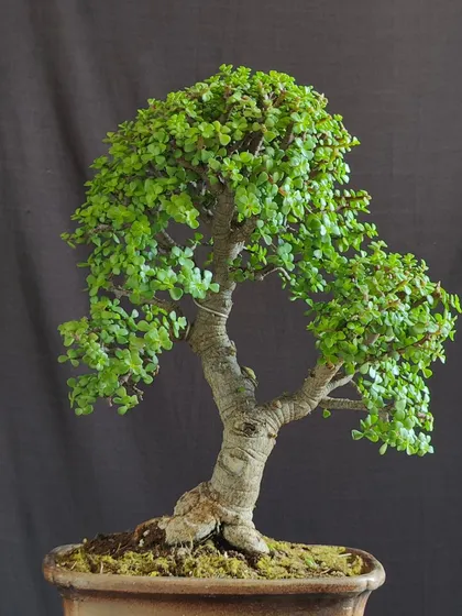 This image shows the back of a Jade bonsai, which I considered making the new front. It demonstrates how a different perspective can reveal a new kind of beauty in a tree.
