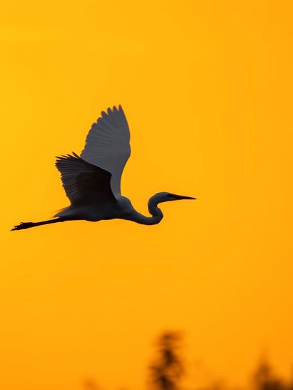 A duplicate of image 41, showing an egret silhouetted against the vibrant orange sunset.