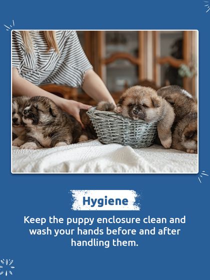 Good hygiene is essential for young puppies. Keeping their enclosure clean and washing your hands before and after handling them helps prevent the spread of infections.