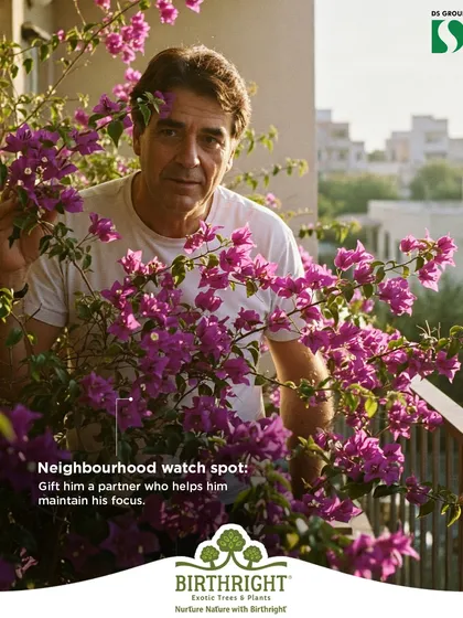For the dad on neighborhood watch duty, a vibrant Bougainvillea can be his partner in focus. Its bright blooms add beauty to his lookout spot while keeping him company.