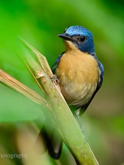 The Tickell’s Blue Flycatcher, an endearing and vividly plumaged bird, peers through the green foliage. It loves shaded tree-cover, where it flits about energetically in a perennial hunt for insects.