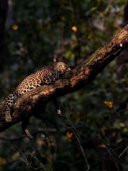 Leopards: The Elusive Ghosts photo 13