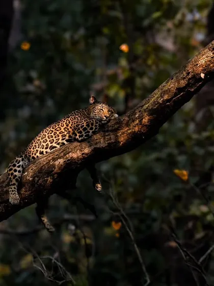 The leopard rests peacefully, the dappled light creating beautiful patterns on its coat.
