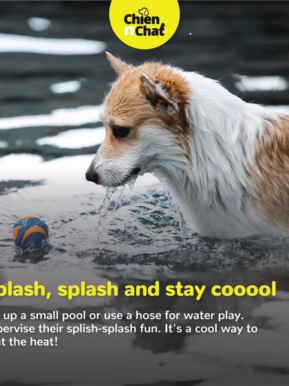 Set up a small pool or use a hose for some water play. It's a cool and fun way for your dog to beat the heat, but always supervise their splash-splash fun.