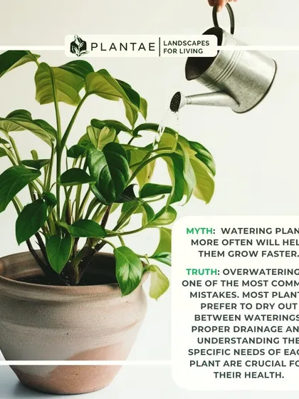 The belief that watering plants more often helps them grow faster is a myth. Overwatering is a leading cause of plant death. It's crucial to understand each plant's specific needs and allow the soil to dry out between waterings.