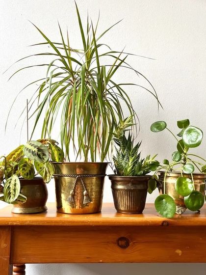 My collection of brass-finished metallic planters offers a timeless, vintage appeal. They pair beautifully with a variety of plants, from leafy Prayer Plants to spiky Dracaena, creating an elegant tabletop garden.