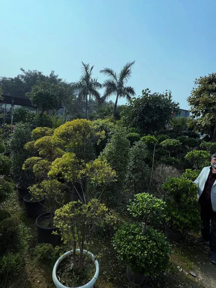 Humare paas landscaping ke liye Pine, Ficus, aur anya pedon ki acchi collection hai.