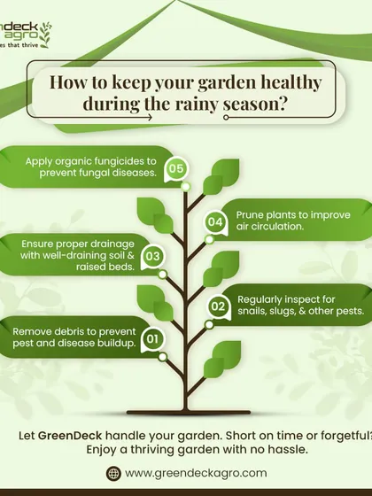 This infographic provides five key tips for keeping your garden healthy during the rainy season, from ensuring proper drainage to applying organic fungicides.
