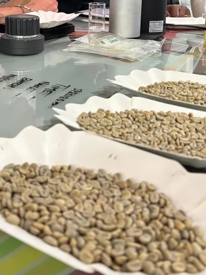 A close-up of green coffee beans on our flavor wheel table. Understanding the raw bean is the first step to appreciating the final cup.
