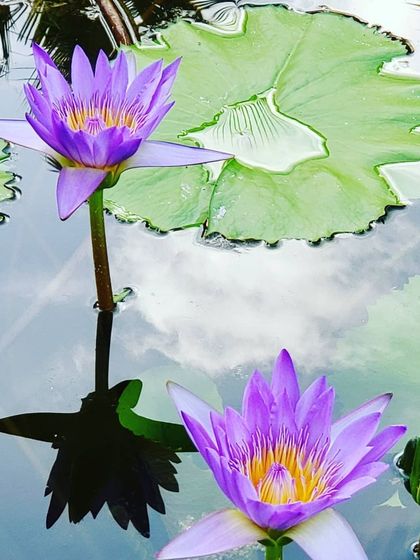 These two water lilies represent the concept of duality. In life, we have opposite forces like pleasure and pain, but they are complementary, creating balance. Like the two wings of a bird, they work together to help us move forward.