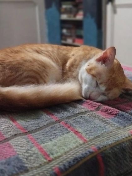 A sweet photo of Tingmo curled up and sleeping peacefully. All this boy needs is a safe place to take his naps.