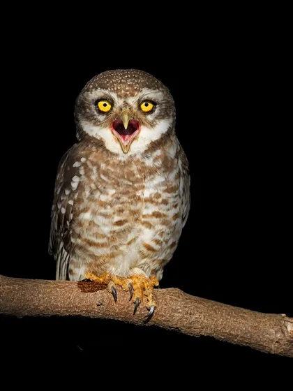 A Spotted Owlet lets out a defensive hiss, its bright yellow eyes wide in the darkness. This nocturnal shot captures the fierce spirit of a small but mighty predator.
