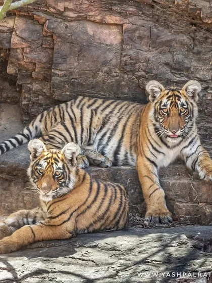 Riddhi and Siddhi, the cubs of the famous tigress Arrowhead, resting on a rocky ledge. They are the future of the tiger population in Ranthambore.