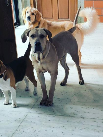 Becky's Bow Wow House - Dog Boarding (Overnight & Long-Term) Quiet Time & Cuddles photo 7