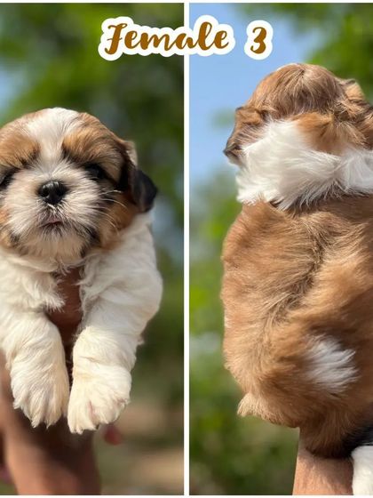 Another one of our female Shih Tzu puppies, this one with a richer brown coat. Each puppy has unique markings, and all are equally adorable.
